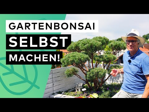 Gartenbonsai selbst gestalten - Formschnitt einer Silberkiefer
