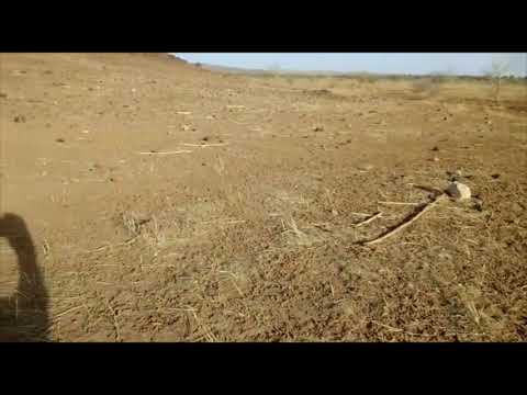 Challenging Desertification in Niger