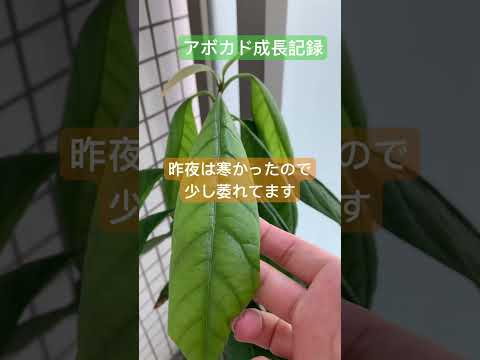 園芸 アボカド、特別な果物