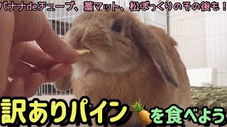 訳ありパインを食す＆あの人(おもちゃ)は今⁉︎【ホーランドロップ】