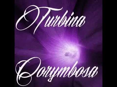 Silyfirst - Turbina Corymbosa