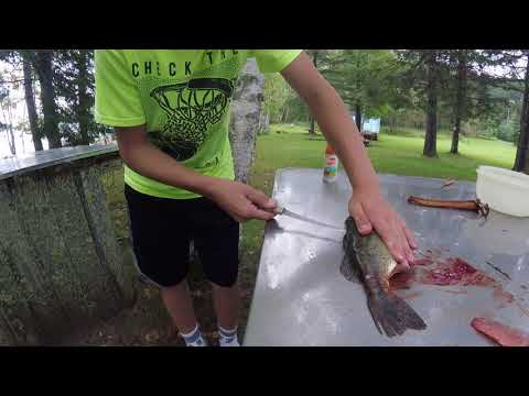 How to fillet a bass - Fishing Tips and Tricks