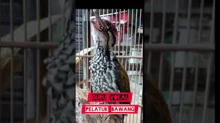 Download lagu PELATUK BAWANG‼️ Sadis! isian Burung LOMBA‼️ #burungmasteran #kicaumania #burunggacor #kicauan mp3