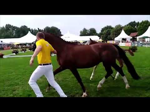 Auktionsfohlen Championatsfohlen von BENICIO x ROSARIO