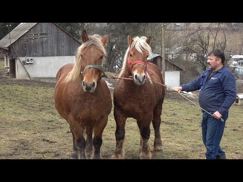 Badea Mitru's horses from Abrud, Alba - 2019 New!!!