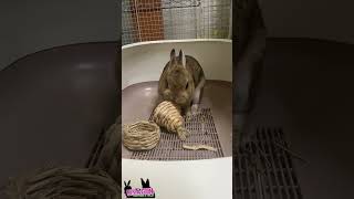 🐇カジカジカジ