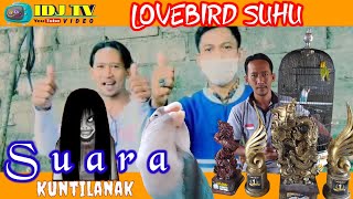 Download lagu ⛔ BONGKAR RAHASIA *LOVEBIRD SUHU* *LOVEBIRD KONSLET*|SUARANGEKEKPANJANG,CaraMencetak LovebirdKonslet mp3
