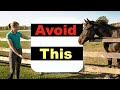 BEGINNER HORSE RIDING MISTAKES TOP 10