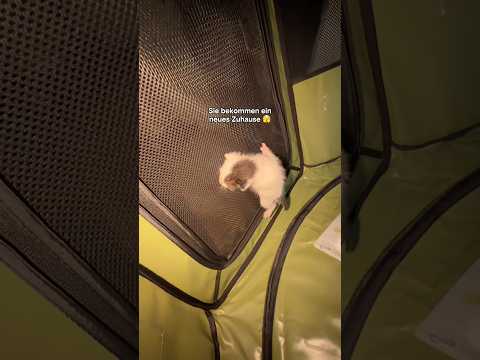 Die Baby Katzen ziehen um 👀 #bosnien #katze