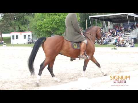 Working Equitation Pferd International 2017 - Gernot Weber mit Aramis