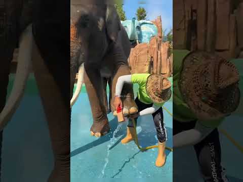 This Is Why Elephant Feet Cleaned Regularly 🤯 #shorts #facts #tamil