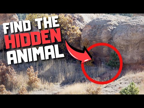 Find the Hidden Animal Hard Edition