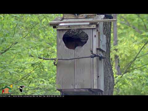 Barred Owl Chick Climbs Up To Ceiling Of Nest Box – May 7, 2019