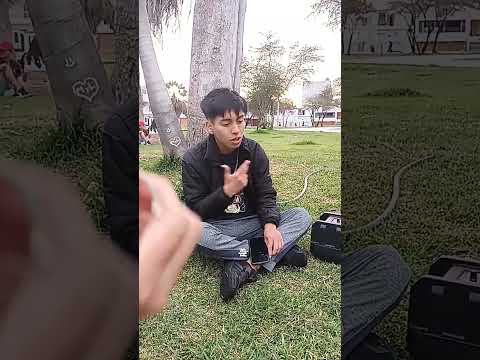 💥 KELOX 💥 #fms #chiclayo #freestyle #peru #rap #lambayeque #perú #redbullbatalla