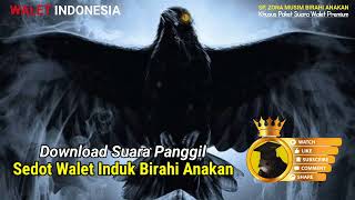 Download lagu Download Sp. Sedot Walet Induk Birahi Anakan, Suara Panggil walet resfon mp3