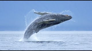 Nature & Wildlife Photography Tips - Florian Schulz on Nature Photos
