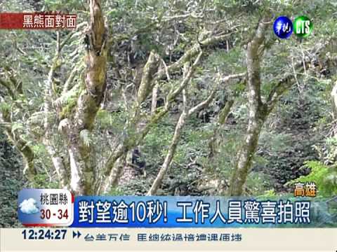 對看10秒鐘! 台灣黑熊下山覓食