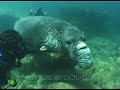 Northern Elephant Seal Mirounga Angustirostris Diving Playing With Diver