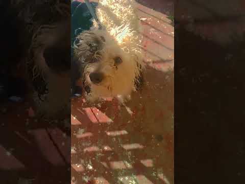 #perritosgraciosos #perros #funny #pets  #dog