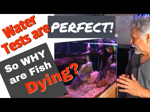 3 Reasons Fish Die-Offs Sometimes *Make NO Sense!* HERE's WHY!