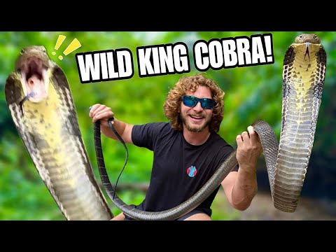 Catching Wild KING COBRA!!!