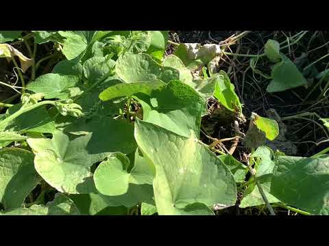 11.24.2020: Fall Check In