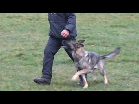 Jagira Aykmar - obedience