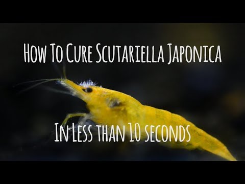 How To Cure Scutariella Japonica In 10 Seconds