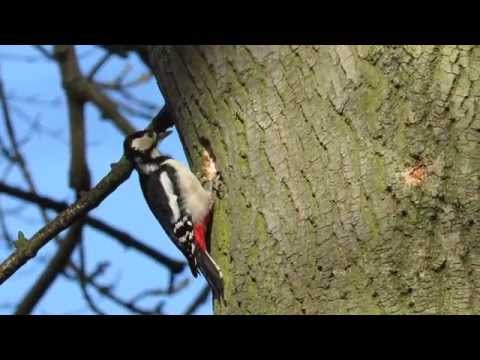 Female great spotted woodpecked chiselling nest
