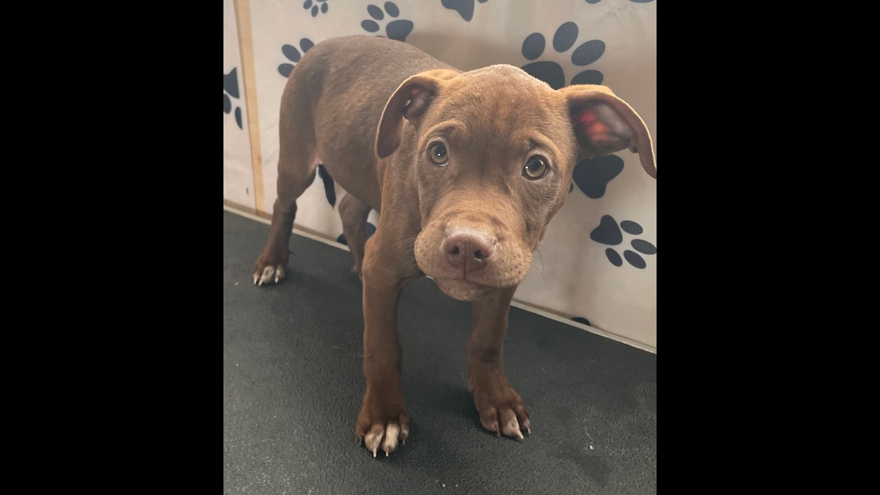 Enlarge Java Zoom - southern adoption, an adopted mixed breed in Woburn, MA video 6/6
