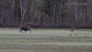 Nature in Arctic, Luleå, Sweden Luleå - Mandarin Duck and Moose