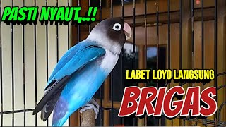 Download lagu Lovebird Fighter Ngekek Panjang, BARU DENGAR Sesaat, Lovebird LOYO Jadi BRIGAS NYAUT BUNYI mp3