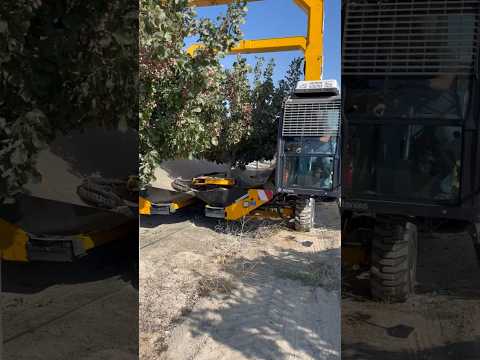 Pistachio harvest with TENIAS Harvester.