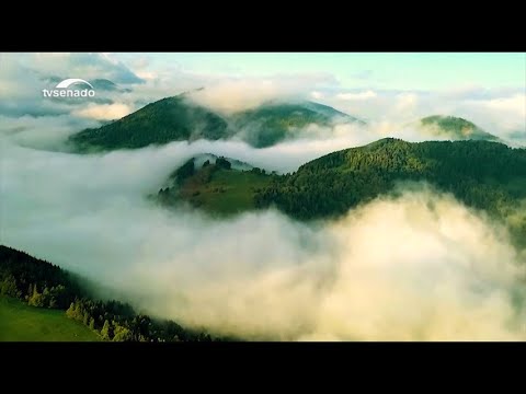 Crise Hídrica e projeto Bosques da Memória