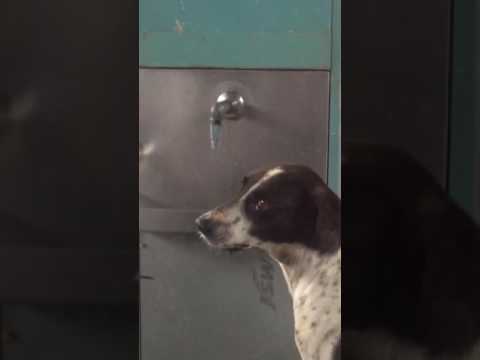 Platform dog drinking water