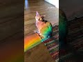 Adorable Cat Bathes in Rainbow Light! #Shorts