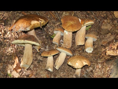 Vrganji, potraga za jestivim gljivama 29 06 2019