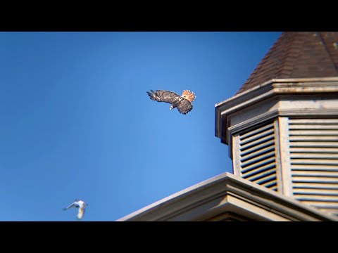 Red-tailed hawk goes after a pigeon (9.20.2020)