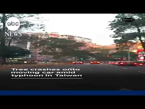 Tree crashes onto moving car amid typhoon in Taiwan