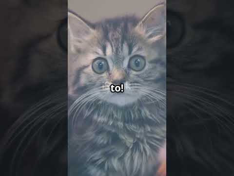 The Adventures of a Little Cat | Cute Cat Story & Fun Adventure | YouTube Shorts  #cat #shorts