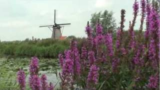 preview picture of video 'Groeten uit Kinderdijk'
