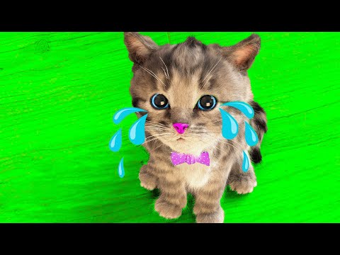 SPECIAL LITTLE KITTEN ADVENTURE A VERY LONG JOURNEY FOR CHILDREN - SPECIAL CARTOON ANIMALS MEOW