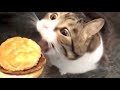 Here Kitty You Can Has Cheese Burger Origin