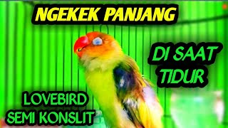 Download lagu Lovebird ngekek panjang semi konslet | cocok buat pancingan Lovebird bisu. mp3