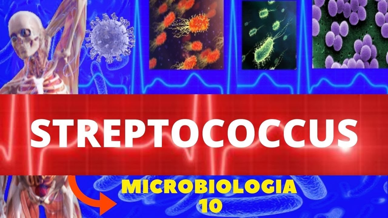 STREPTOCOCCUS - MICROBIOLOGIA (BACTÉRIAS PATOGÊNICAS) - PYOGENES E PNEUMONIAE