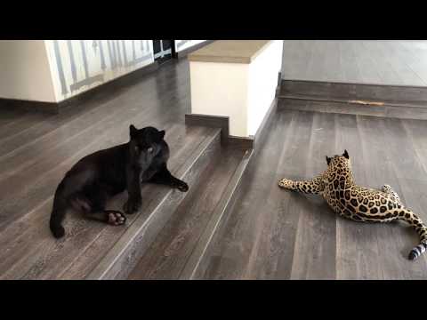 download lagu mp3 mp4 Black Jaguar, download lagu Black Jaguar gratis, unduh video klip Black Jaguar