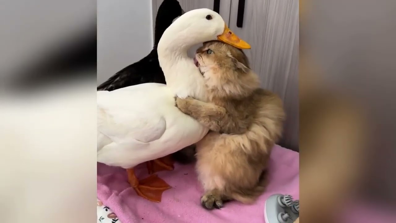 何もないところでビビる猫の謎行動【ホラーより怖い？】