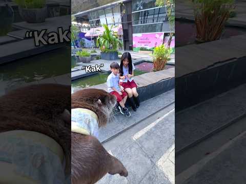 Dijagain sama lean🥰☺️ #shorts #otter #berangberang