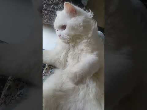 Maiza is too cute..mashallah😍#cat#cats