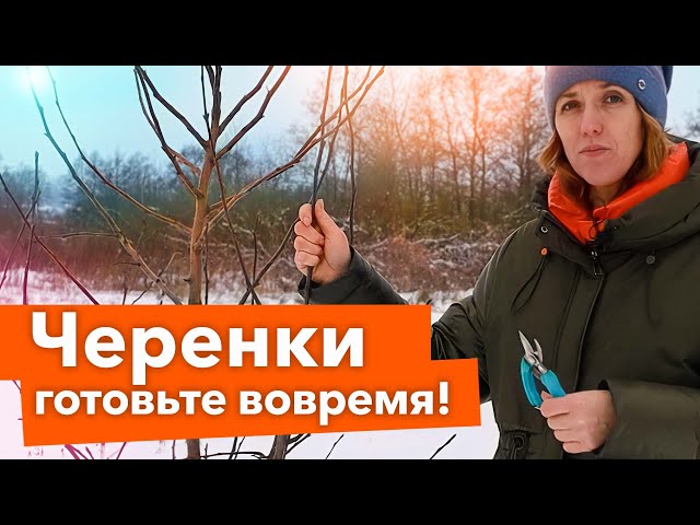 НЕ ЗАБУДЬТЕ СДЕЛАТЬ В ДЕКАБРЕ! Заготовка и хранение черенков яблонь и груш, снег в саду и огороде